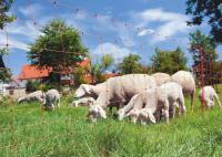 Siatka elektryczna dla owiec 50m 90cm poj. szpic (drobiu,krów ,zwierzyny )