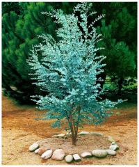 Морозостойкий синий Тасманский эвкалипт Gunnii до -18 C семена 5 шт