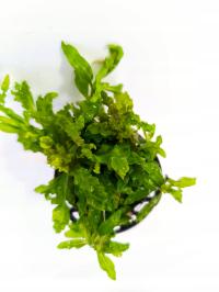 Pogestemon Helferi Gwiazda Wodna koszyk Rośliny Dekoracja Akwarium