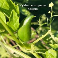 Cyklantera stopowa - Caigua