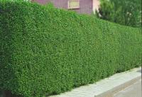 Ligustr liguster ZIMOZIELONY na żywopłot sadzonki 20-30cm 100 sztuk