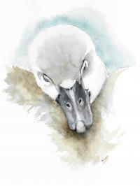 śpiące łabędziątko, akwarela, oryginał, format A4