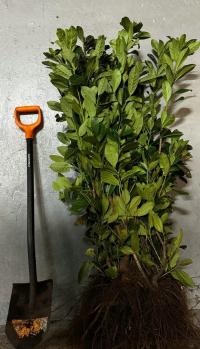 Лавровисния Новита 70-100см саженцы для живой изгороди