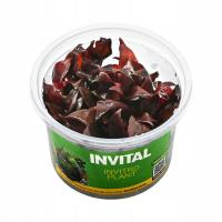 INVITAL Alternanthera rosaefolia in vitro Ø 7 cm