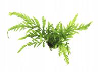 Bolbitis Heudelotii koszyk Dennerle