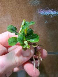 Bucephalandra WAVE GREEN RARYTAS
