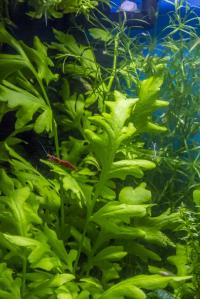 Paprotnica szerokolistna bezproblemowa na start dla początkujących 4x