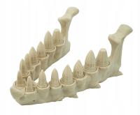 Челюсть дракона с набором костей из зубов дракона-Dragon Teeth Dice Set -