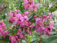 ESKALONIA DART'S ROSYRED OBFICIE KWITNIE CAŁE LATO