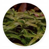 Staurogyne sp. brown [2 szt / sadzonki]