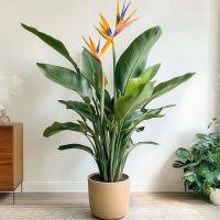 Strelitzia Reginae-феноменальная стрелиция-Королевское красочное цветение