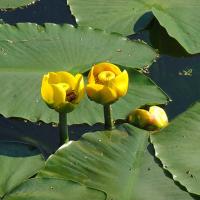 Желтое Водяное растение NUPHAR lutea Lily 1шт