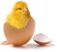 Jaja w proszku proszek jajowy jajko jajka jajo 1kg