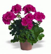 PELARGONIA RABATOWA FIOLETOWA NA BALKON I TARAS nasiona