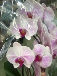 Storczyk żywy JMP 60/70cm formowany