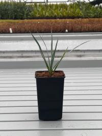 Юкка Рострата Юкка морозостойкая 10-20 см