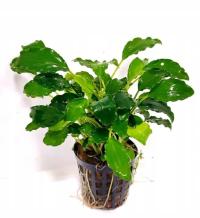 Schismatoglottis Prietoi Растения Аквариум Украшения