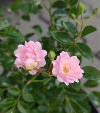 Роза почвопокровная' The FAIRY ' P12