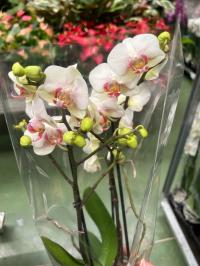 Орхидея живая JMP 2 побега multiflora 30/40 см