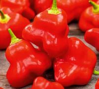 873. Papryka Okrasny zvonek