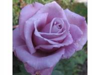 Róża NIEBIESKA Mrozoodporna Pachnąca Polski Producent DONICA3L