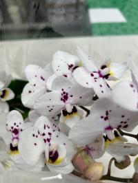 Storczyk żywy JMP 3 pędy 40cm multiflora tylko 1 sztuka