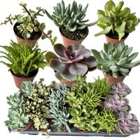 SUKULENT DUŻY ROŚLINA ŻYWA DO LASU W SZKLE SŁOIKU RÓŻNE RODZAJE wyk 15 cm