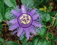PASSIFLORA INCARNATA - NA STRES, LĘKI, UZALEŻNIENIA - PASSIFLORA INCARNATA