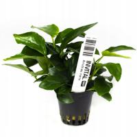 INVITAL Anubias nana macierzysta Ø 8 cm