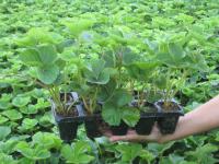 Клубника Клубника саженцы клубники в горшках гигантский Большойсе10шт