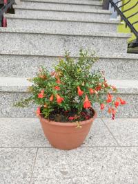 Granat nana owocujący