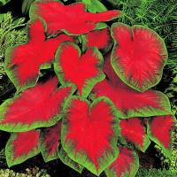 Caladium Kaladium Freida Hemple 1 szt sadzonka bulwa Ozdobne Liście