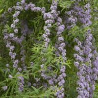 Budleja skrętolistna niezwykły krzew ozdobny na taras sadzonka 2L