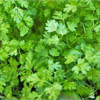 124. Trybuła ogrodowa