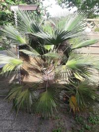 Trachycarpus fortunei X wagnerianus -12 Palma sadzonka Mrozoodporna +GRATIS