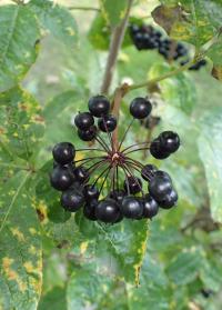 СИБИРСКИЙ ЖЕНЬШЕНЬ-ЭЛЕУТЕРОКОКК КОЛЮЧИЙ-ELEUTHEROCOCCUS SENTICOSUS