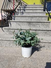 Eucalyptus gunnii-эвкалипт голубой морозостойкий