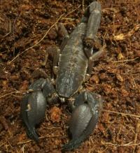 SKORPION CHAERILUS SP. LALE I2/L2 