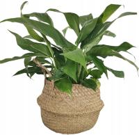 ПЛЕТЕНАЯ КОРЗИНА МОРСКАЯ ТРАВА ОБОЛОЧКА ЦВЕТОЧНЫЙ ГОРШОК КОНТЕЙНЕР БОХО НАТУРАЛЬНЫЙ 19