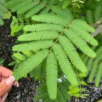 Metasekwoja, Metasequoia glyptostroboides