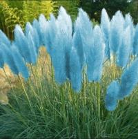 ПАМПАСНАЯ ТРАВА ГОЛУБАЯ БОЛЬШИЕ ШЛЕЙФЫ.