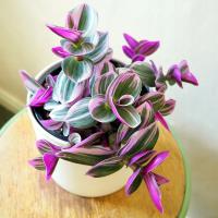 Трехкратная Tradescantia Albiflora Nanouk Розовая Мелкая Листва