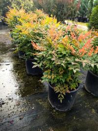 Nandina domestica - Niebiański bambus FIREPOWER