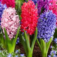 Hiacynt mieszanka mix 3 szt. 15/16 cebulki cebule kwiaty