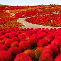 Горящая трава зеленая летом осень Красный Метельник BIONASIONA