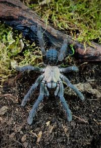 Cyriopagopus sp. hati hati l3