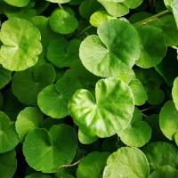 Hydrocotyle verticillata - Wąkrotka