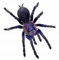 Phormictopus sp. Dominican Purple Ptasznik L3