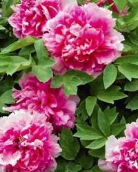 Пион бело-розовый древесный акция!!