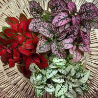 Гипоэстес-гипоэстес набор микс 3 цветные растения